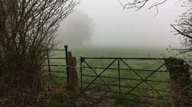 Foggy field