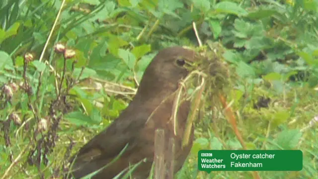 A female blackbird with a mouthful of twigs and grass
