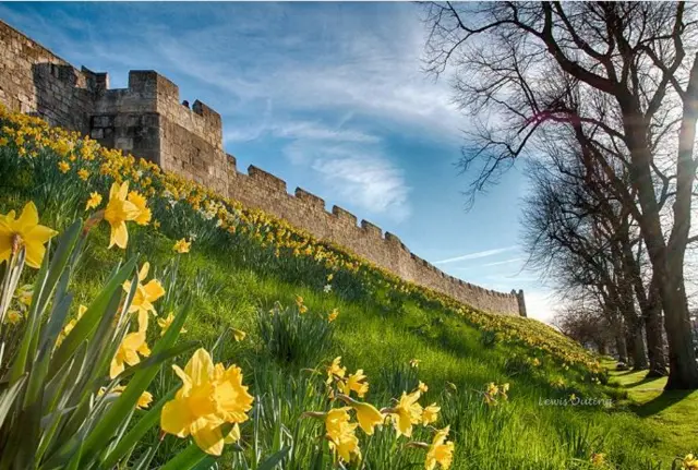 Golden daffodils at York's Bar Walls