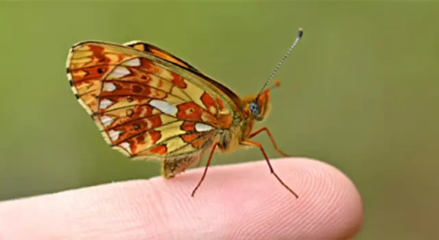 Butterfly on someone's finger