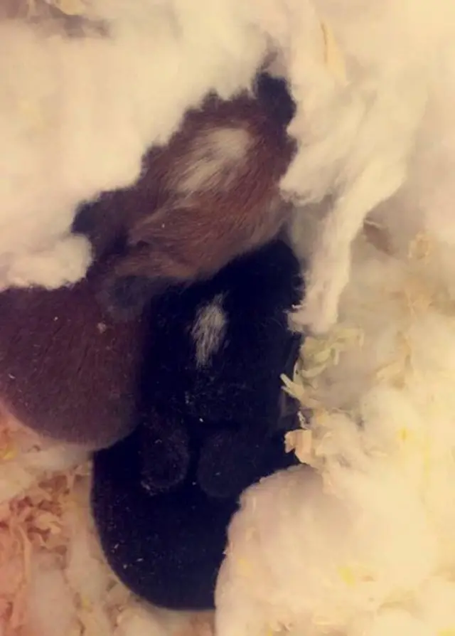 Baby rabbits