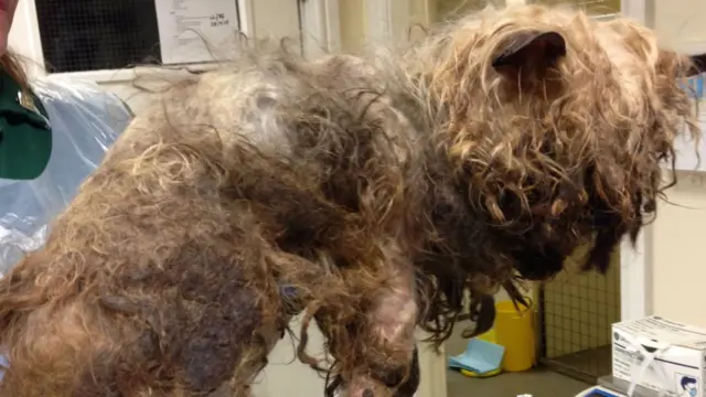 Terrier with matted fur