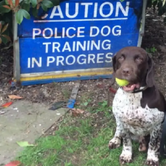 Bruno, the police dog