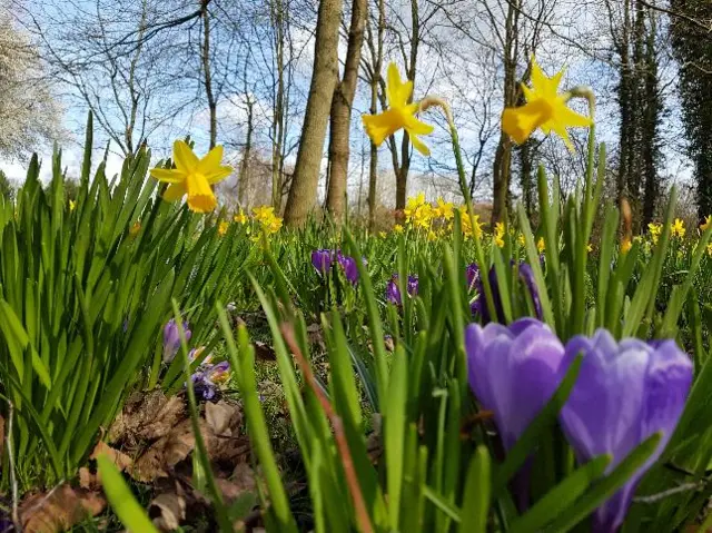 Daffodils