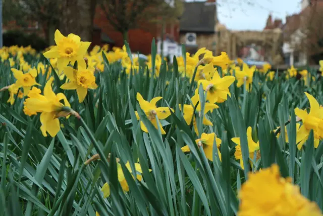 daffs