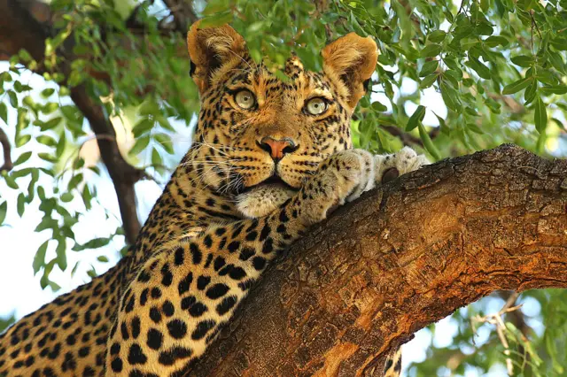 Leopard in Botswana