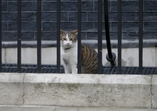 Larry The Downing Street cat