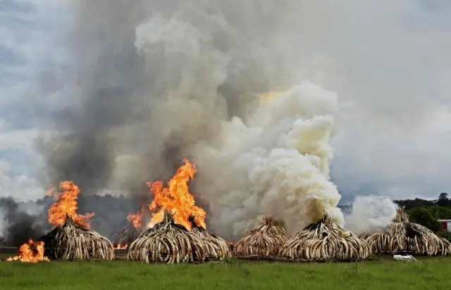 Ivory pyres burning