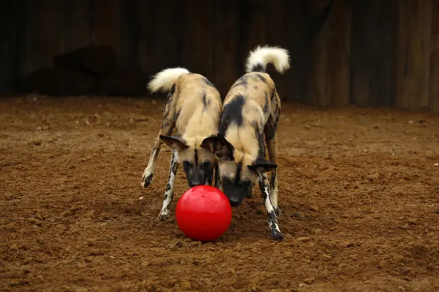 Pair of African hunting dogs with ball