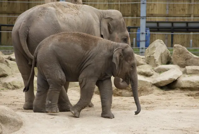 Elephants
