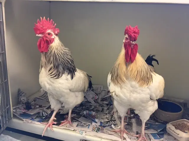 chickens