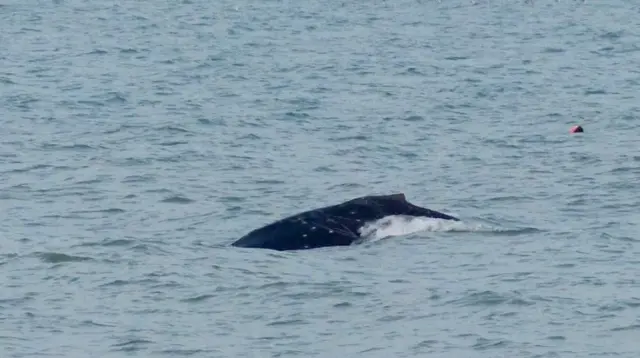 Whale
