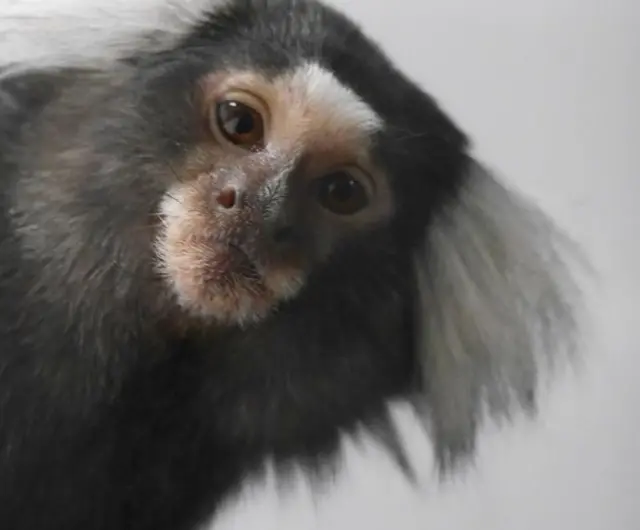 Monkey