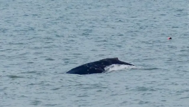 Whale
