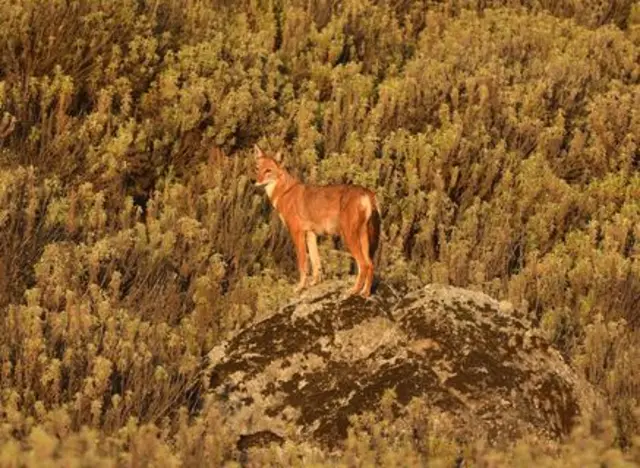 A wolf in Ethiopia