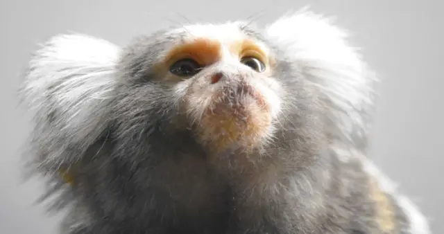 Monkey