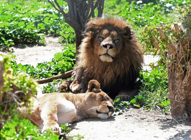 Lions at Belvedere Zoo