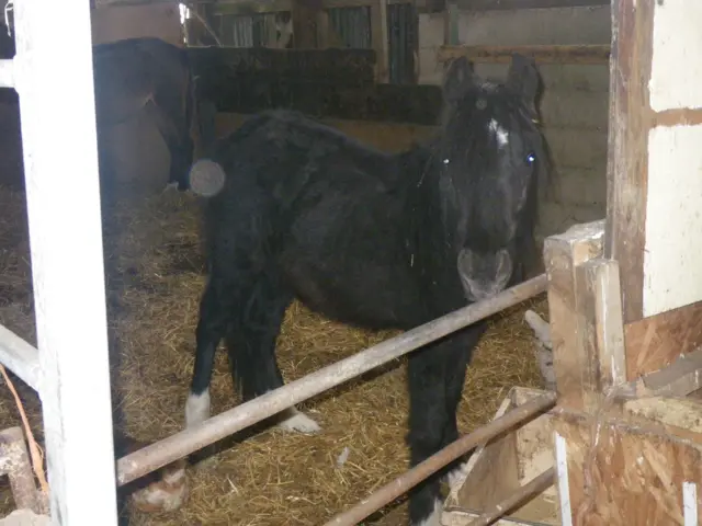 
          Charlie, a black foal, with mare Bella in the background - both standing inside a barn
        