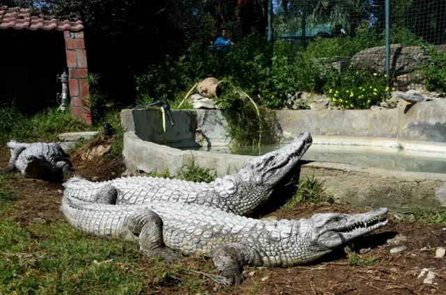 Crocodiles at Belvedere Zoo