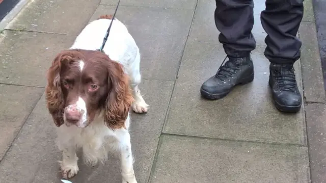 PD phantom