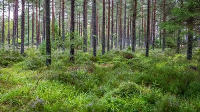 Trees