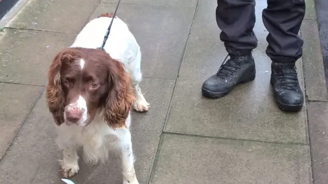 Police dog Phantom