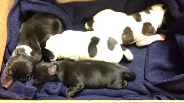 Four of the puppies shortly after being found