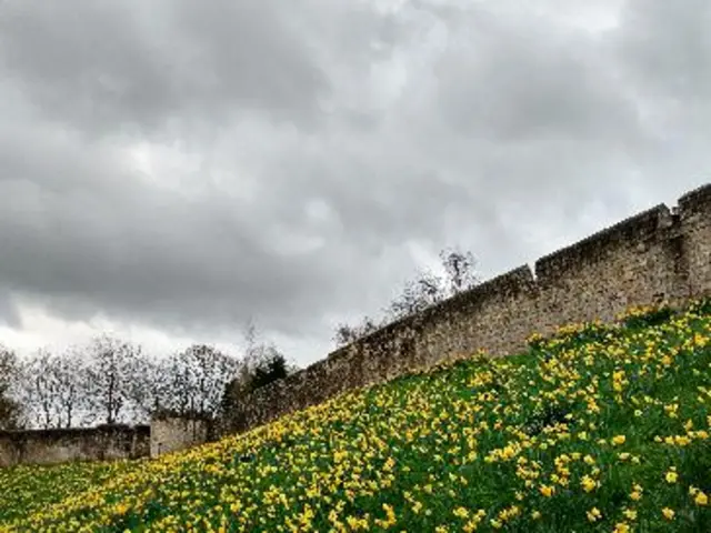 Daffodils