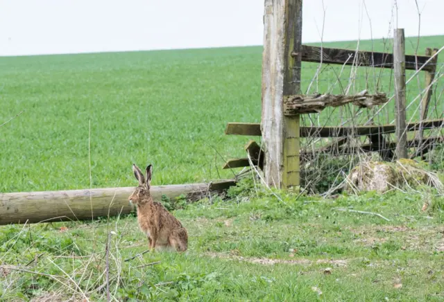 Hare at West Ilsley