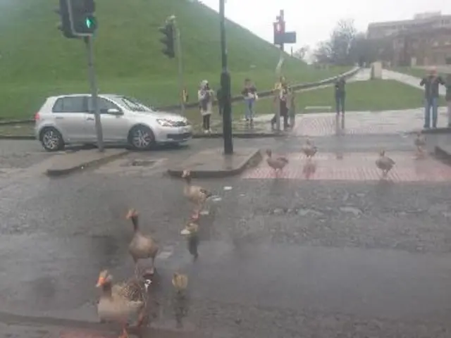 Geese crossing road