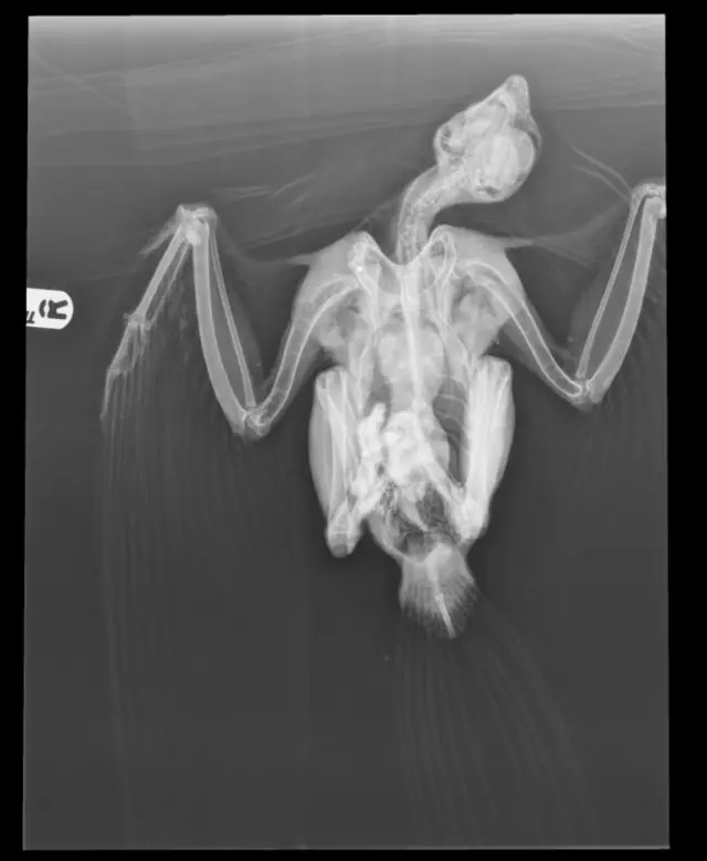 Peregrine falcon X-ray