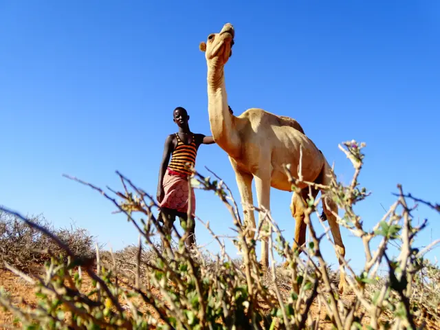 thin camel with herder