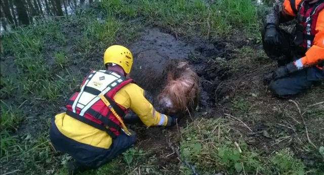 Horse stuck in mud