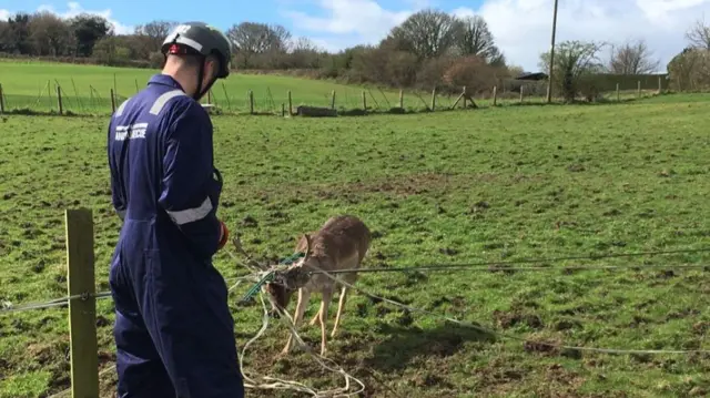 Deer in fence