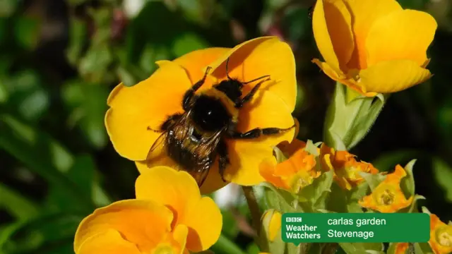 Bee on a flower