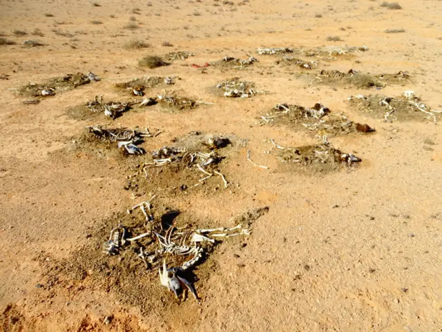 Skeletal remains of dead animals