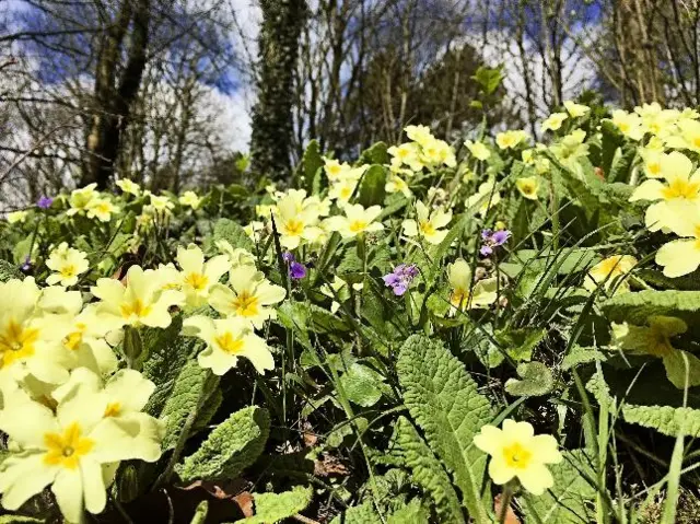 Flowers