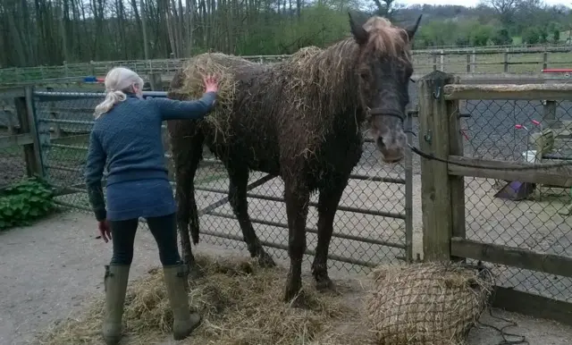 Horse stuck in mud