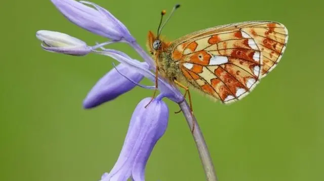 The study says 18% of butterflies are at risk of dying out