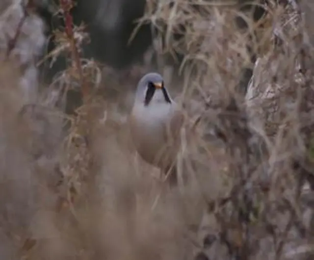 Bearded tit