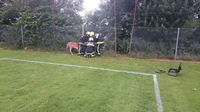 A Stag caught in a fence