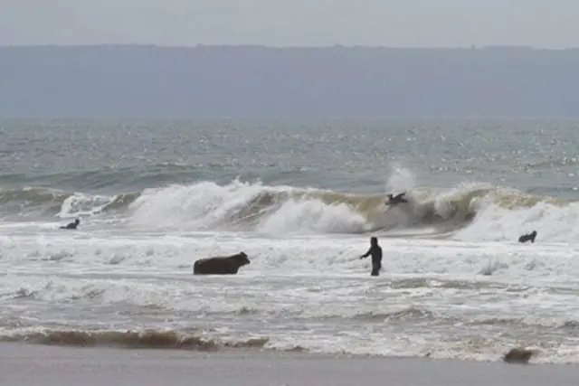 A cow "surfing"