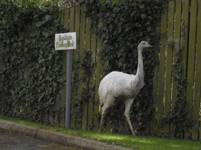 Rhea in Wakefield
