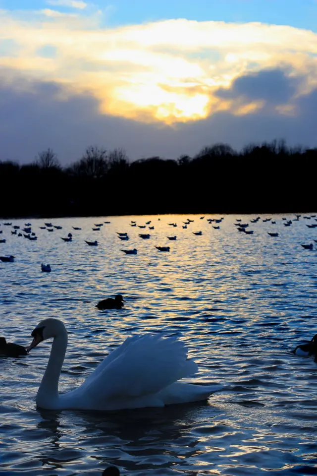 Swans at Watermead Country Park