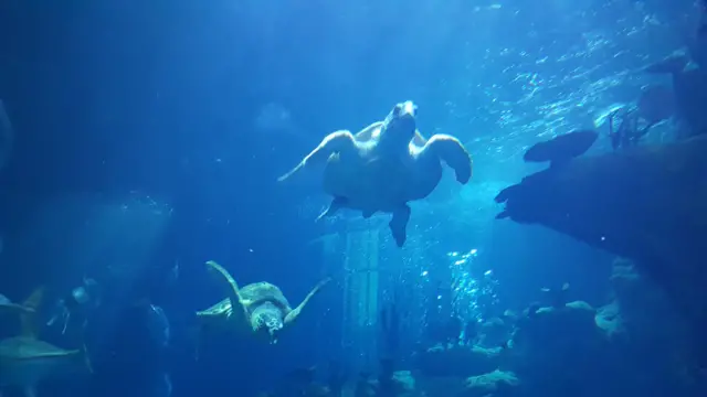 Picture of sea turtles