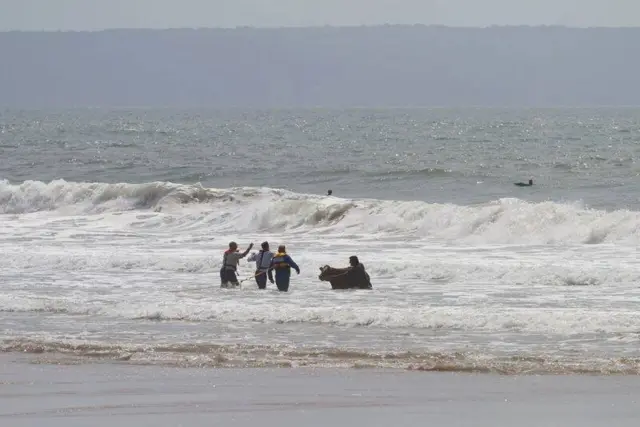 A cow "surfing"