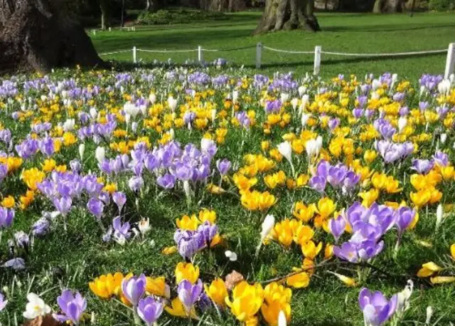 Croci