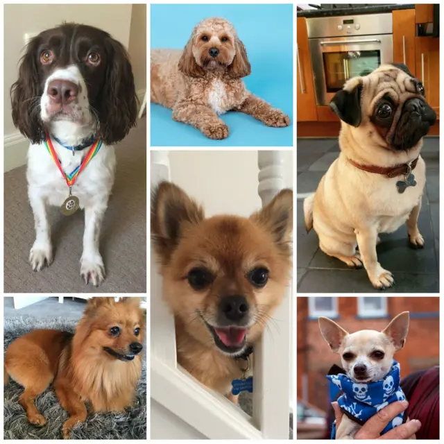 Pictures of shortlisted dogs