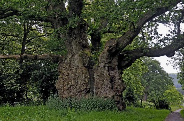 Lydham Oak in Bishops Castle