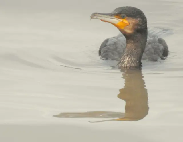 Cormorant on the water